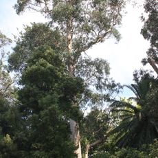 Árvore isolada em Casa de Esteiró