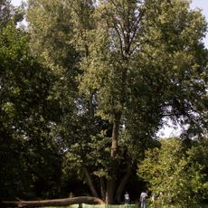 Papilės penkiolikakamienė liepa