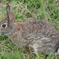 Mammals of the Indiana Dunes