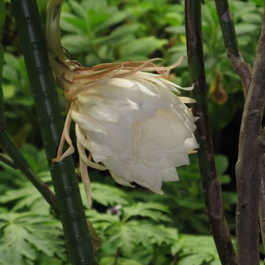 Jardín Botánico de Toyama
