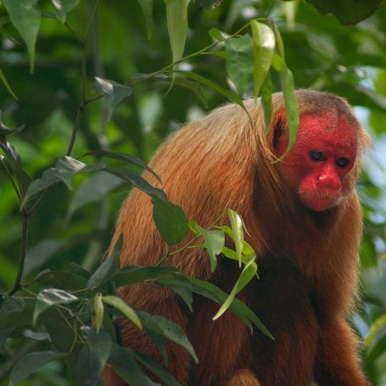 Sierra del Divisor National Park