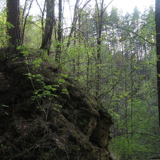Ichalkovsky pine forest