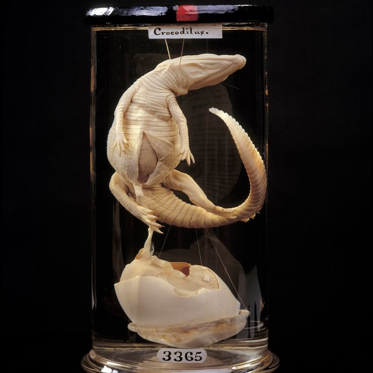 Hunterian Museum