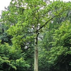 Prinz-Friedrich-Eiche