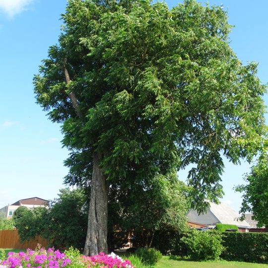 Laukuvos graikinis riešutmedis