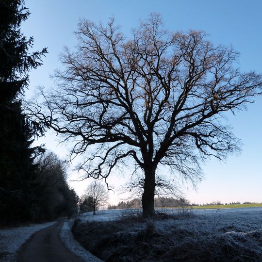 1 Eiche nahe der Kreisgrenze