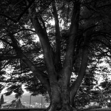 Faggio a foglie di asplenio