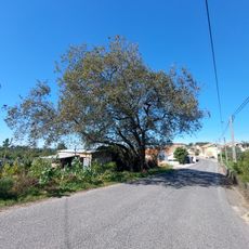 Árvore isolada em Louções