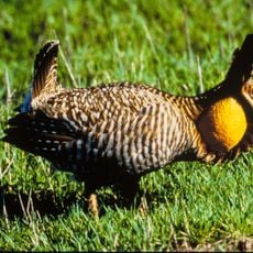 Attwater Prairie Chicken National Wildlife Refuge