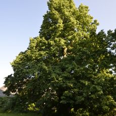 Stifterlinde von Kirchschlag