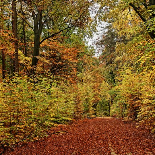 Niederlausitzer Heide