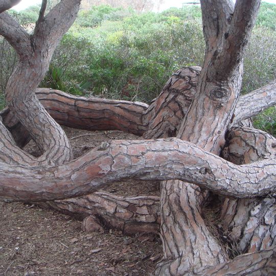 Pinar Publico de La Barrosa