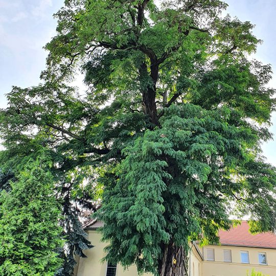 Black locust at the cemetery Mutzschen