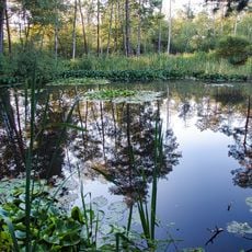 Düdingermoos (anfibi)