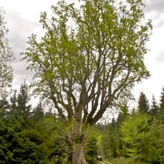 Bergahorn in Unterweißenbach