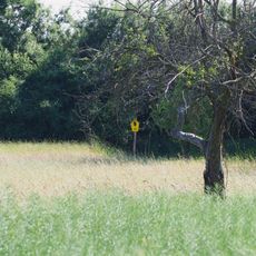 Salweiden-Feuchtgebiet nördlich Weixdorf