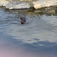 Smooth-coated otter