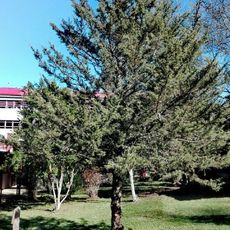 Este árbol fue plantado en 1998 por el Profesor Emérito Claudio Donoso Zegers, destacado maestro de ecología y silvicultura de bosques nativos, en el marco del reconocimiento que el otorgó el Instituto de Silvicultura - UACH. Valdivia, Noviembre de 2020