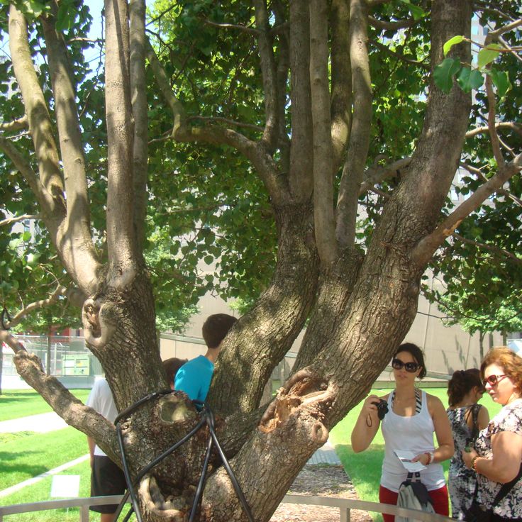 Survivor Tree
