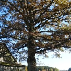 Margininkų ąžuolas