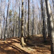 Obřany (nature reserve)