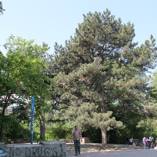 Pinus nigra