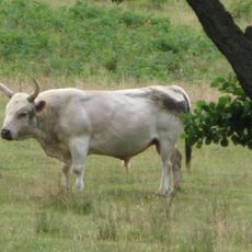 Chillingham Cattle