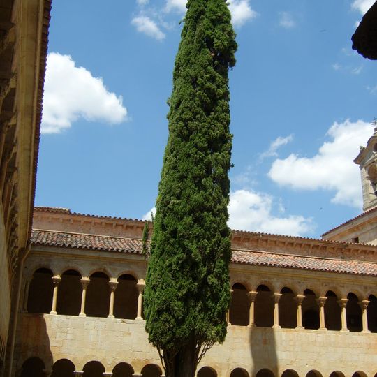 Cypress of the monastery of Santo Domingo de Silos