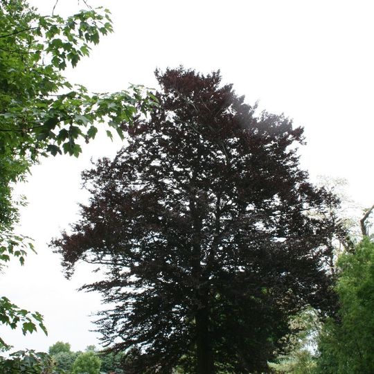 Piątkowo, Chełmno County