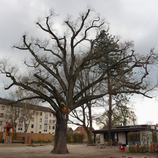 Eiche Fischteichweg 1