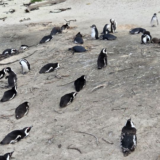 Boulders Penguin Colony