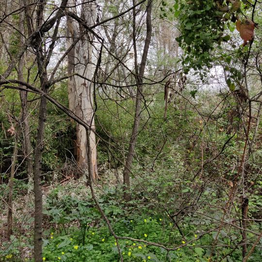 Sifón del Guadalete