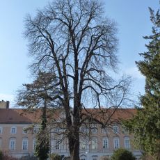 Jírovec maďal na Roosveltově