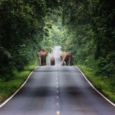 Nationaal Park Khao Yai