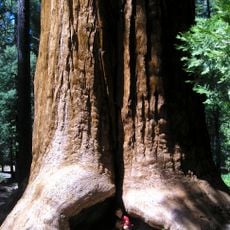 Giant Sequoia National Monument