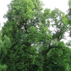 Usmas Elku liepa - kulta vieta