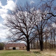 Památný dub letní severozápadně od Munického rybníka X