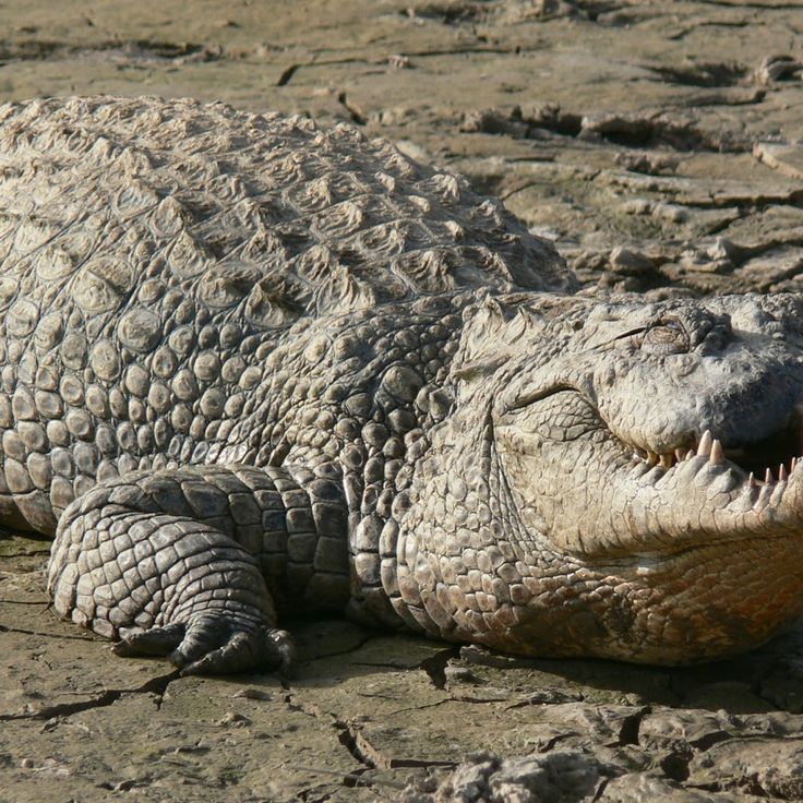 Parco dei Coccodrilli di Bazoulé
