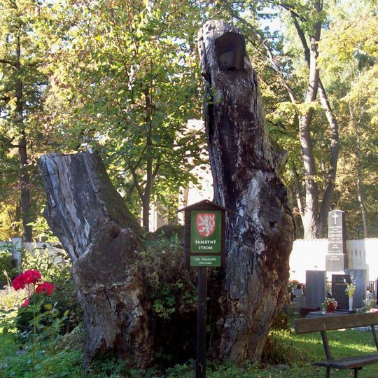 Lípa u hrobky Valentů na Chloumku