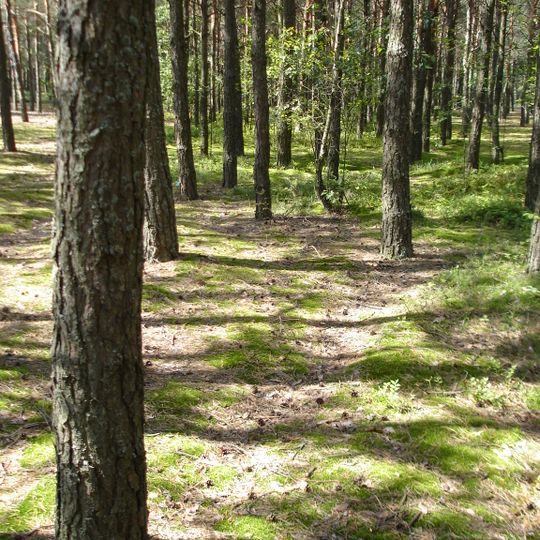 Spruce forest nature reserve