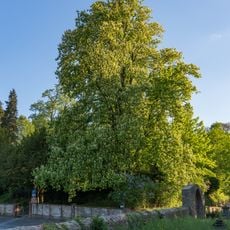 Rosskastanie am Auerbacher Friedhof