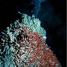 Endeavour Hydrothermal Vents Marine Protected Area