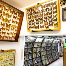 Museo Mariposas Del Mundo