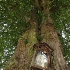 Lípa v Trávníčku