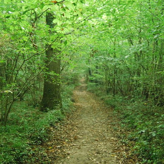Larkey Valley Wood