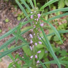 Estación experimental de plantas medicinales de Wakayama