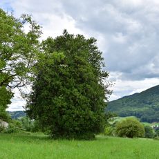 Stechpalme von Garsten