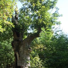 Great maple (Věstoňovice)