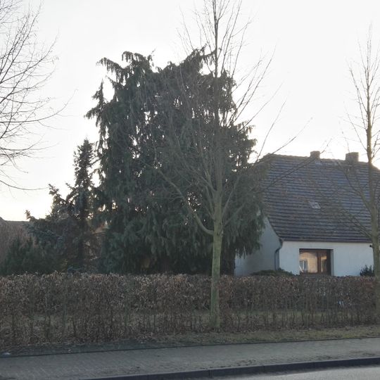 Naturdenkmal Scheinzypresse in Kleßen
