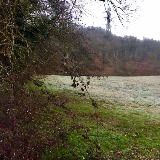 Boisement humide de La Boisse